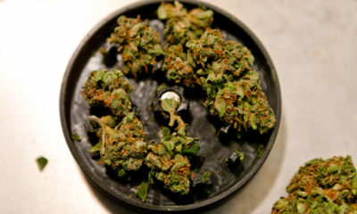 A black grinder with the top part open shows buds ready to be ground by the teeth.
