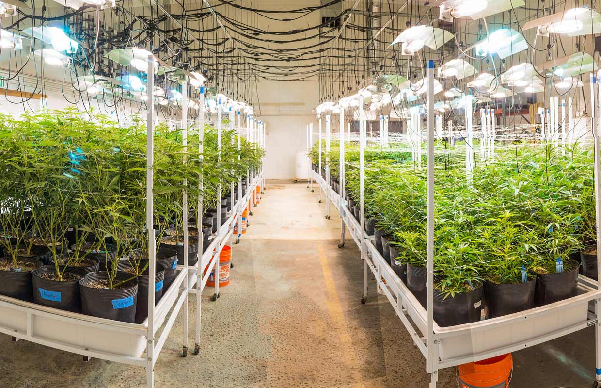 A sweeping view of the grow room at Bolder Cannabis & Exctracts