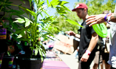 Once again California cannabis patients and enthusiasts flocked to Sonoma County Fairgrounds in search of the world’s best cannabis, just this time it was grown indoors at High Times NorCal Cannabis Cup.