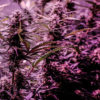 Highland Cannabis Now Magazine