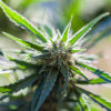 Mexico Medical Marijuana Cannabis Now Magazine