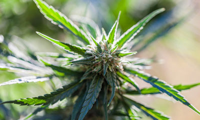 Mexico Medical Marijuana Cannabis Now Magazine