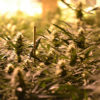 Massachusetts Legalization Cannabis Now