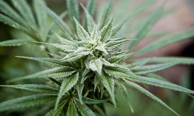 New Hampshire Decriminalizes Marijuana Cannabis Now