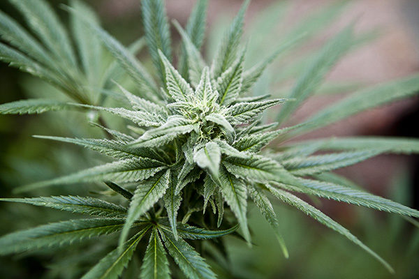 Sununu Signs Marijuana Decriminalization Bill Sununu Signs Marijuana Decriminalization Bill