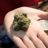 Michigan Legalization Cannabis Now