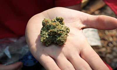 Michigan Legalization Cannabis Now
