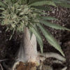 Outdoor Cannabis Mendocino Cannabis Now Magazine