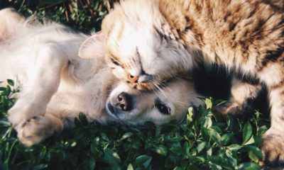 A puppy and kitty nuzzle each other as they experience a pain free life thanks to CBD's.
