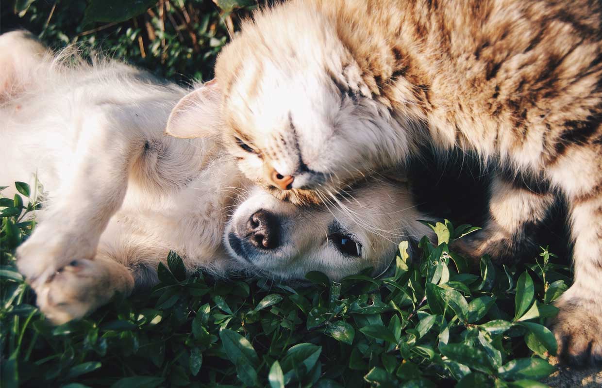 A puppy and kitty nuzzle each other as they experience a pain free life thanks to CBD's.