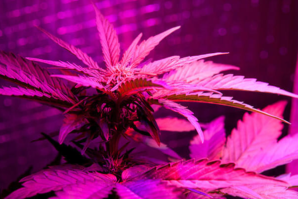 LED Grow Cannabis Now Magazine