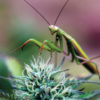 A preying mantis sits atop a flowering cannabis plant.