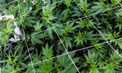 Cannabis Colorado Legalization Increased Crime