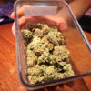 Cannabis Uruguay Cannabis Now Magazine
