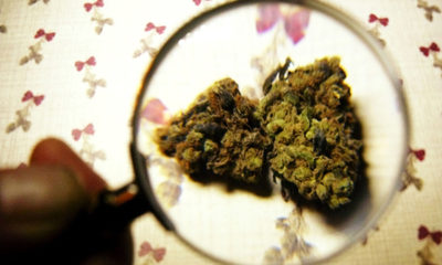 Duerte War on Drugs Cannabis Now