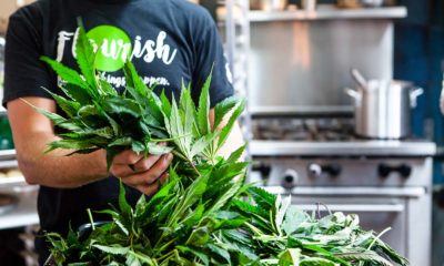 Flourish Cannabis Cannabis Now Magazine