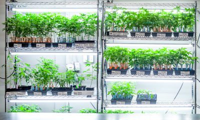 Clones Pestides Cannabis Now