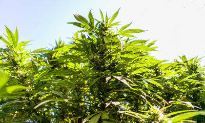 Humboldt Growers Cannabis Now