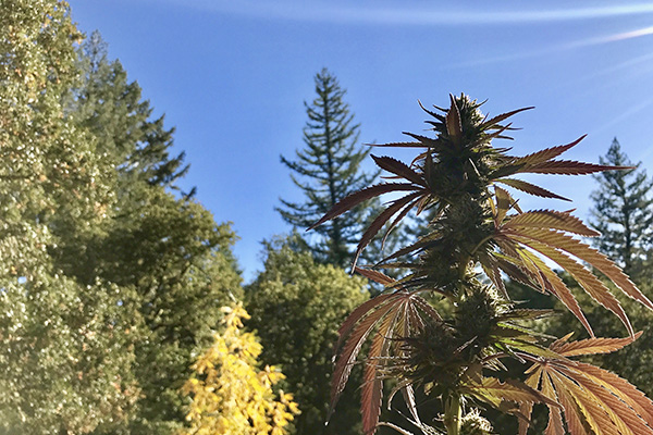 Harvest Cannabis Now Magazine