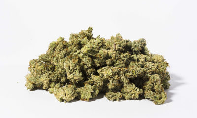 Canndescent Strain Cannabis Now
