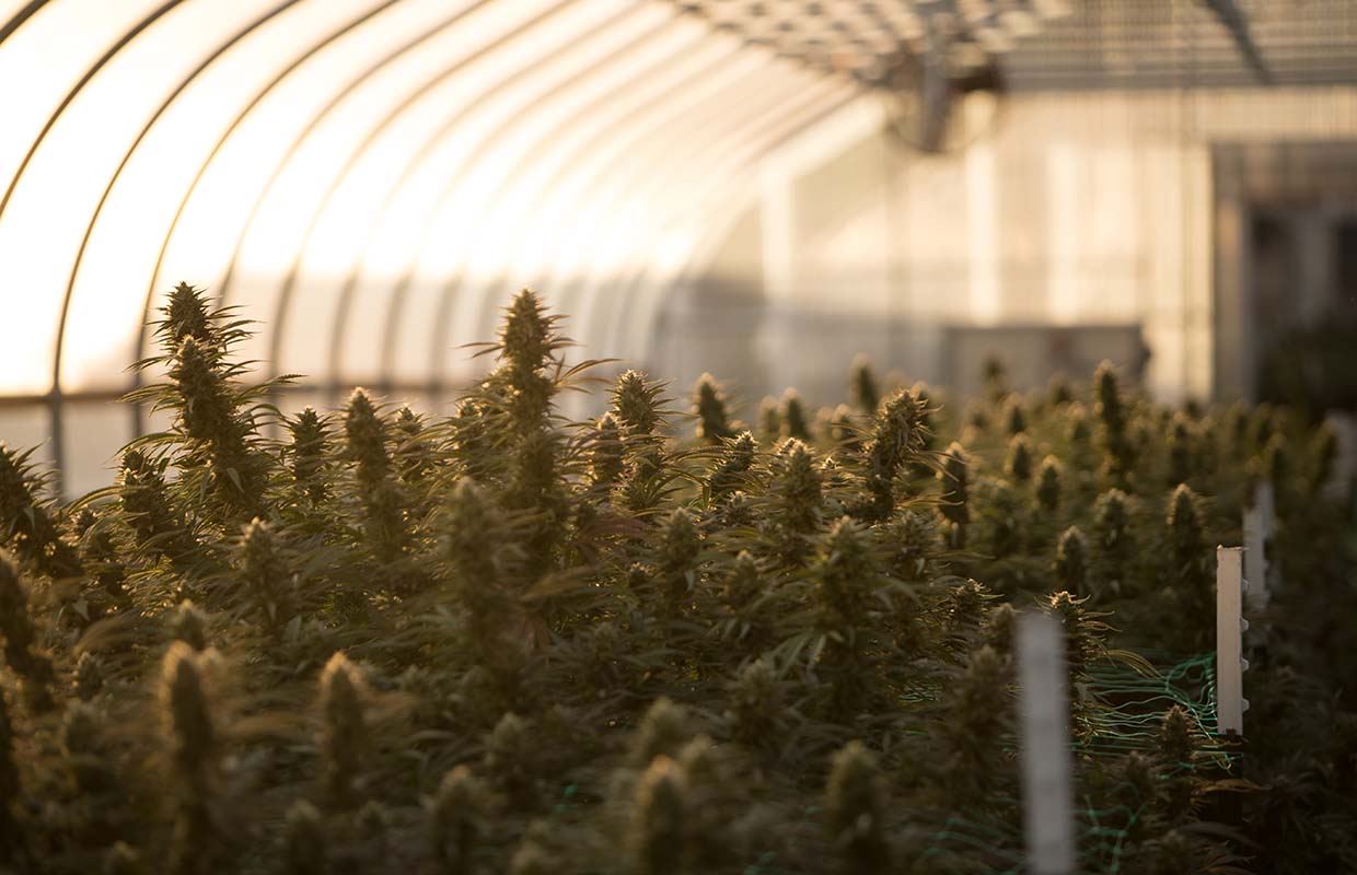 Phantom Farms: Cultivation in the Pacific Northwest | Cannabis Now