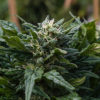 Corona Investment Cannabis Now