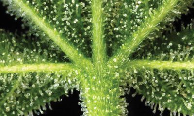 Trichomes Cannabis Now Magazine Green Candy Press