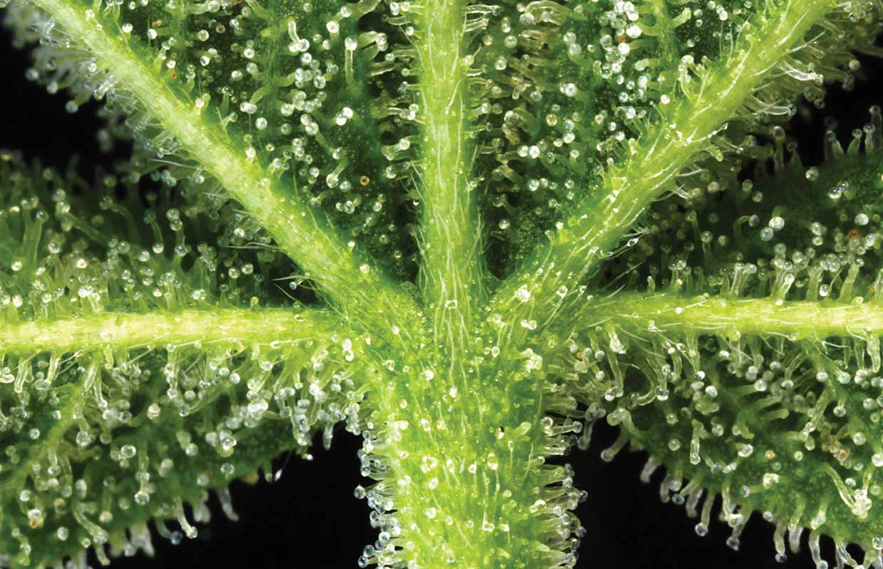 Trichomes Cannabis Now Magazine Green Candy Press
