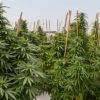 Canopy Tax Cannabis Now