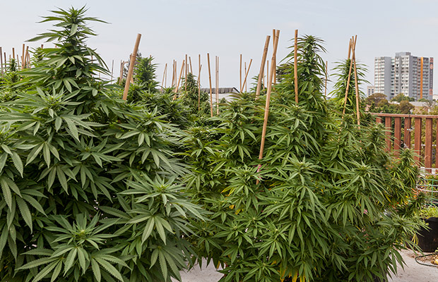 Canopy Tax Cannabis Now