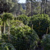 One Acre Cannabis Now