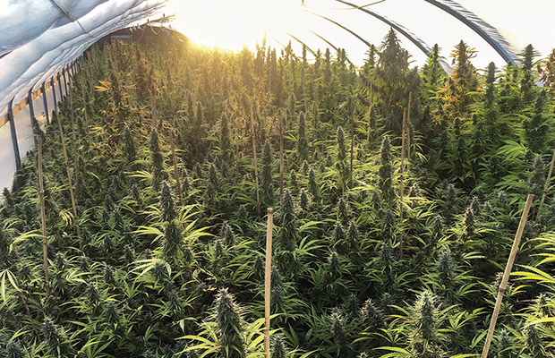 Oregon CBD Cannabis Now