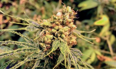 Oregon Sinsemilla Cannabis Now