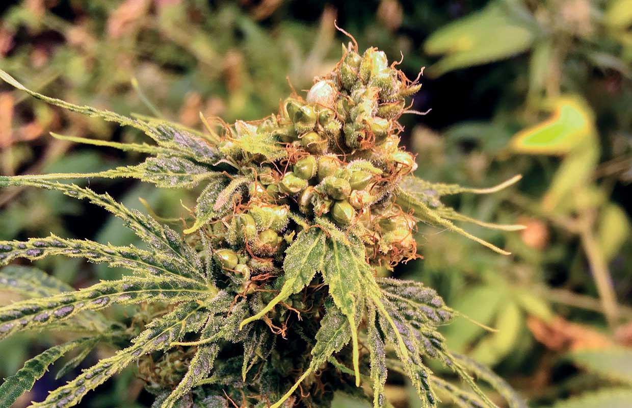 Oregon Sinsemilla Cannabis Now