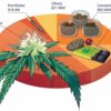BDS Analytics Cannabis Now