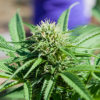 California MMJ Cannabis Now