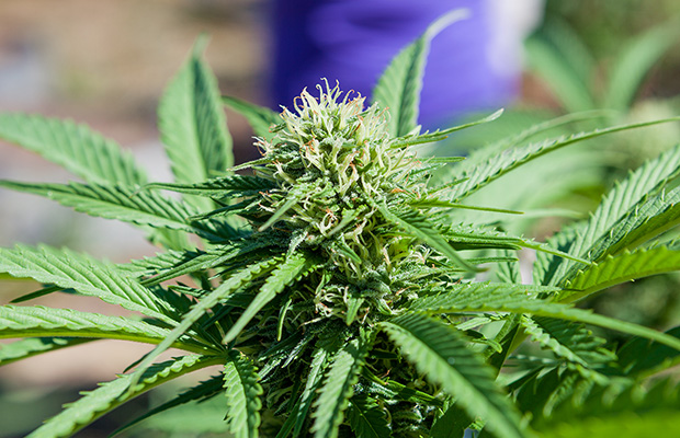 California MMJ Cannabis Now