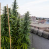 Home Grow Cannabis Now