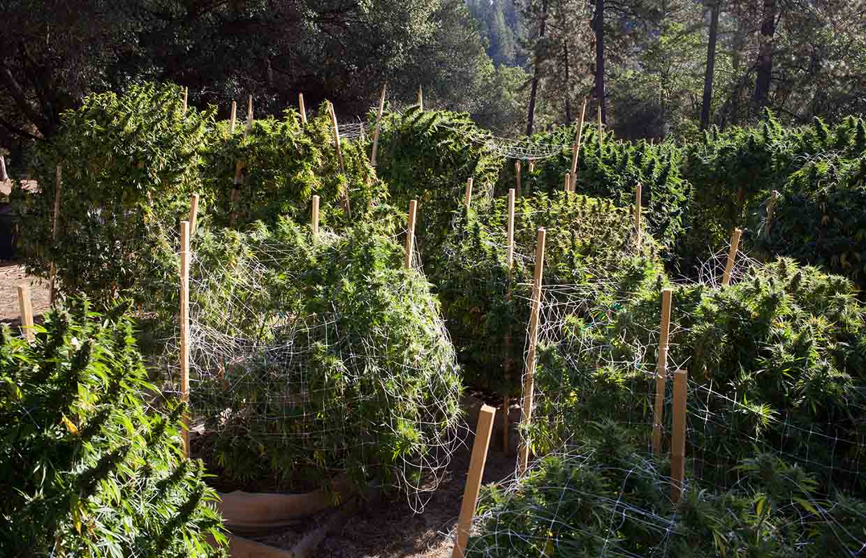 California Acre Cap Cannabis Now
