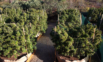 Farm Smell Cannabis Now