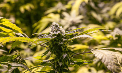 Vermont Legalizes Cannabis Now