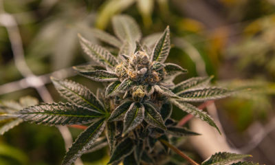 Vermont Legalizes Cannabis Now