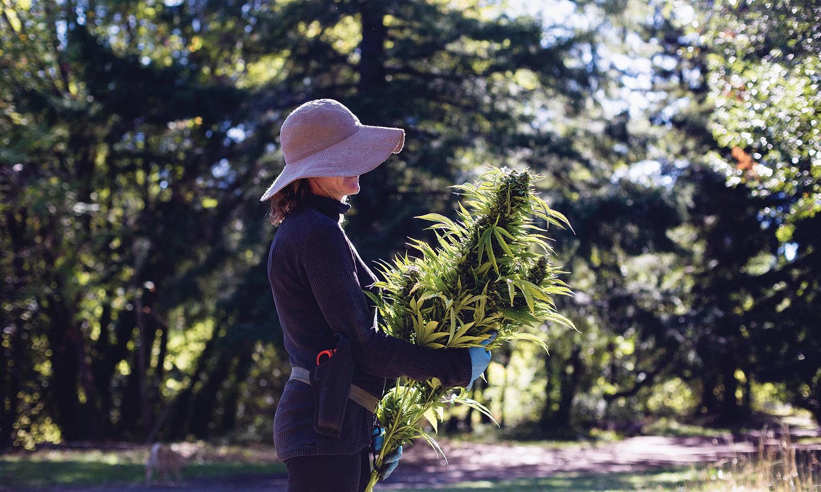 Women leading cannabis industry Cannabis Now