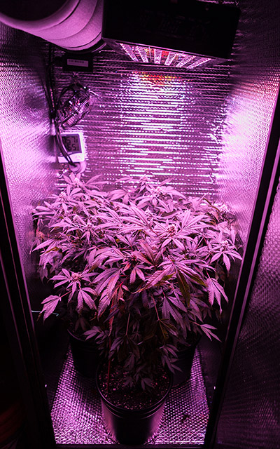 Home Grow Cannabis Now