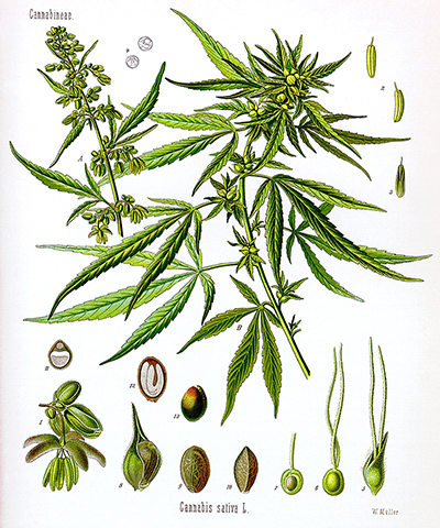 marijuana science Cannabis Now