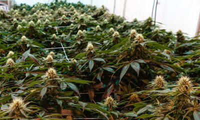 Million Acre Cannabis Now
