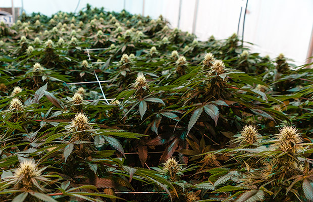 Million Acre Cannabis Now