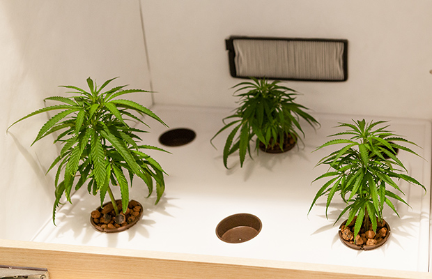 Growing Office Cannabis Now