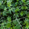 Cannabigerol CBG Cannabis Now
