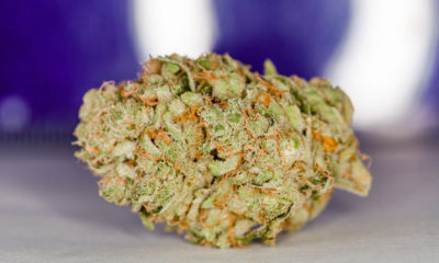 Canada Legalization Cannabis Now